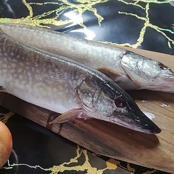 Щука потрошёная, охлаждённая, замороженная. С Чудского озера.