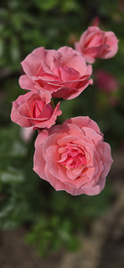 Parve tn 7, Paemurru, Narva, Ida-Virumaa (4 фото из 20)
