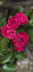 Parve tn 7, Paemurru, Narva, Ida-Virumaa (5 фото из 20)