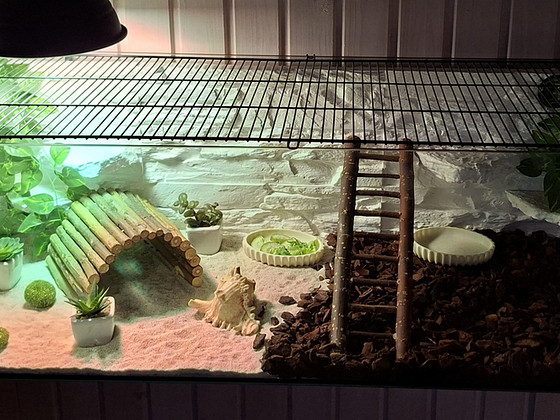 Omanäoline käsitsi kujundatud terraarium