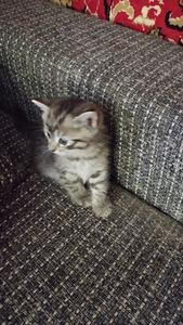 Котёнок (1 фото из 3)