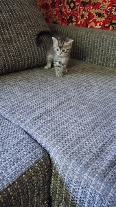 Котёнок (2 фото из 3)