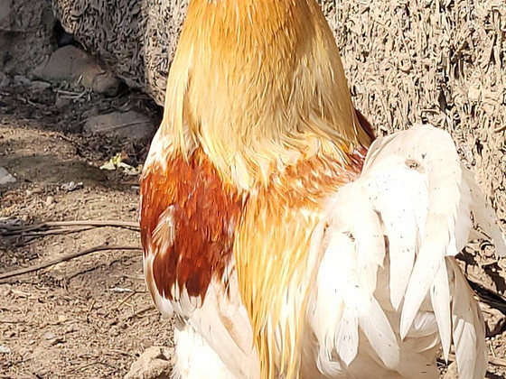 Kukk
