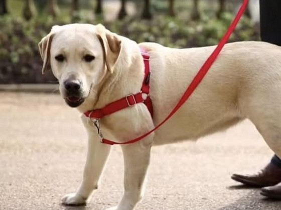 EasyWalk tirimisvastased jalutustraksid koertele suurus L