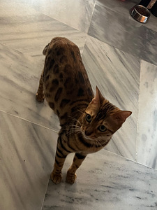 Бенгальский кот (3 фото из 3)