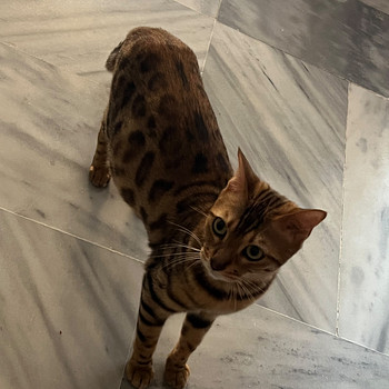 Бенгальский кот