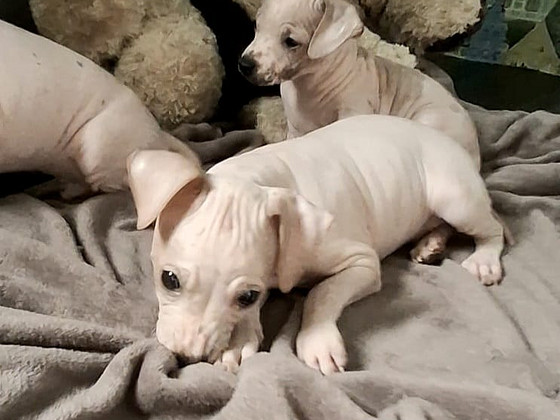 American naked terriers