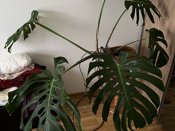 Müüa suur toalill Monstera