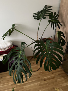 Müüa suur toalill Monstera (1 foto / 1)