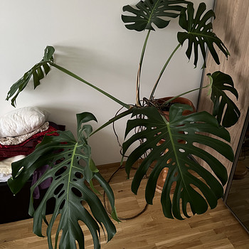 Müüa suur toalill Monstera