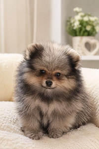 Pomeranian špits (1 foto / 2)