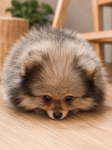 Pomeranian špits (2 foto / 2)