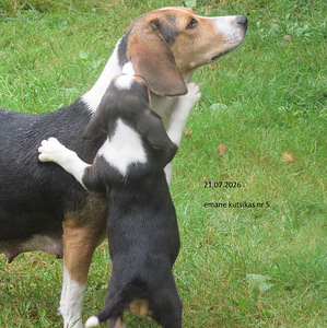 Щенки эстонской гончей будут готовы переехать к вам домой в августе. (2 фото из 4)