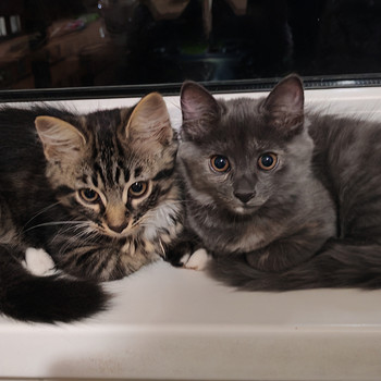 Ласковые котята