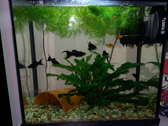 Akvarium