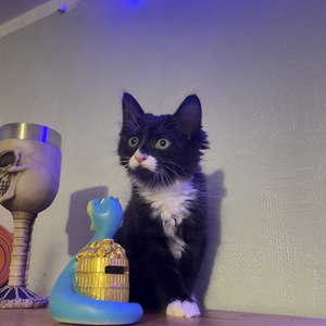 Милые котята (1 фото из 6)