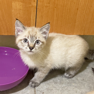 Милые котята (2 фото из 6)