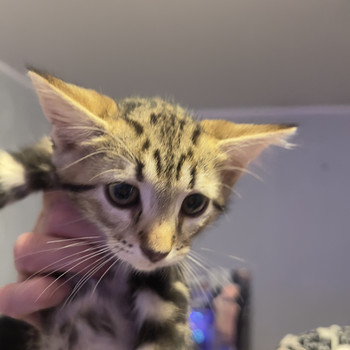 Милые котята