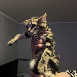Милые котята (6 фото из 6)
