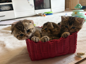 Шотландские котята (2 фото из 10)
