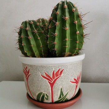 Kaktus