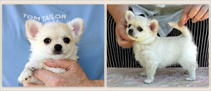 Chihuahua (1 foto / 1)
