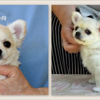 Chihuahua