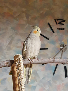 Корелла (1 фото из 1)