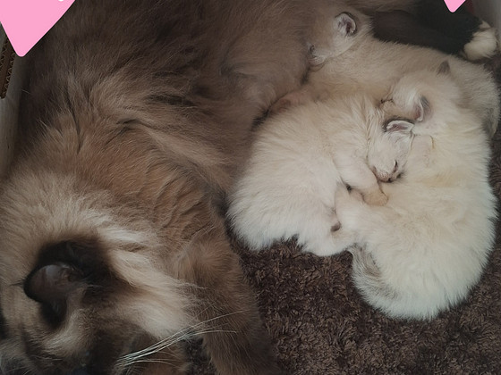 Ragdoll pentu varattavissa