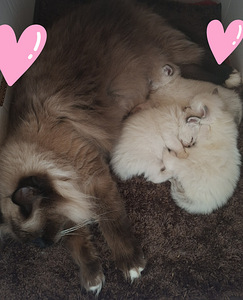 Ragdoll pentu varattavissa (1 valokuva sivusta 5)