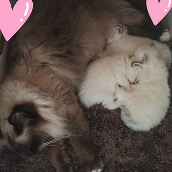 Ragdoll pentu varattavissa