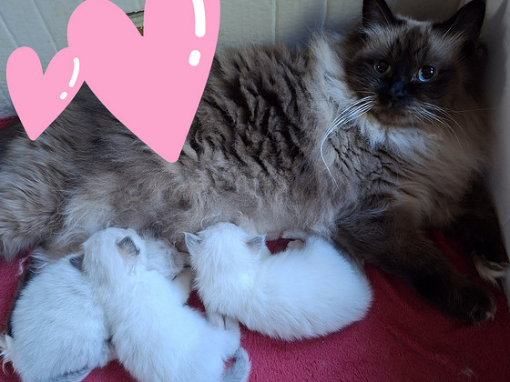 Ragdoll pentu varattavissa