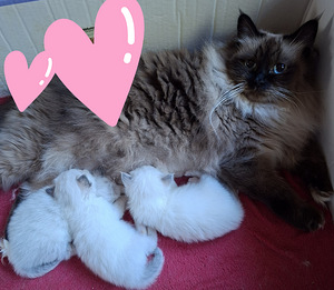 Ragdoll pentu varattavissa (2 valokuva sivusta 5)