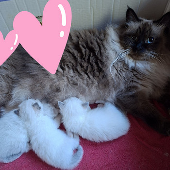 Ragdoll pentu varattavissa