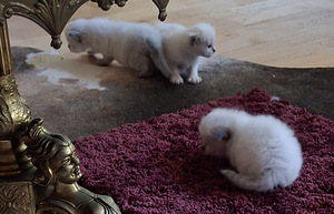 Ragdoll pentu varattavissa (4 valokuva sivusta 5)