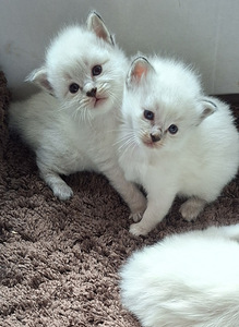 Ragdoll pentu varattavissa (5 valokuva sivusta 5)