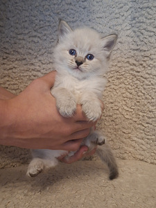 Ragdoll poika varattavissa (1 valokuva sivusta 4)