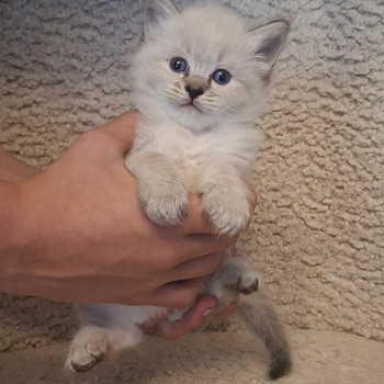 Ragdoll poika varattavissa