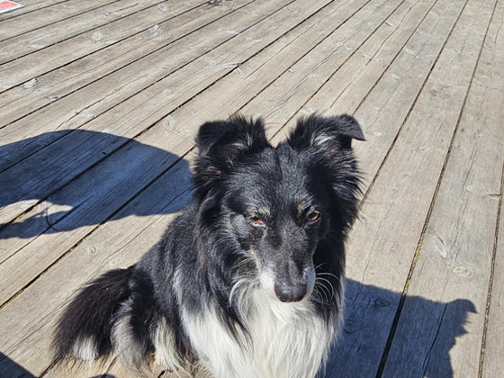 6-aastane bordercollie poiss otsib armastavat uut kodu