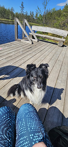 6-aastane bordercollie poiss otsib armastavat uut kodu (1 foto / 1)