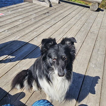 6-летний мальчик bordercollie ищет новый любящий дом