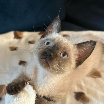 Сиамские котята