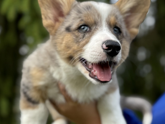 Welsh Corgi Cardigan