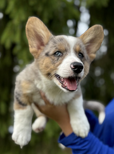 Welsh Corgi Cardigan (1 foto / 9)