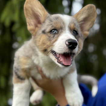 Welsh Corgi Cardigan
