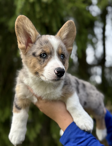 Welsh Corgi Cardigan (2 foto / 9)