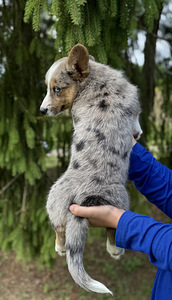 Welsh Corgi Cardigan (3 foto / 9)