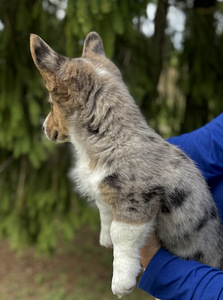 Welsh Corgi Cardigan (4 foto / 9)