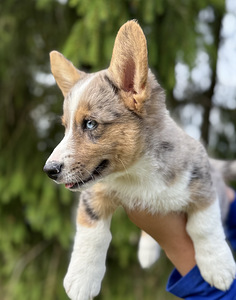 Welsh Corgi Cardigan (5 foto / 9)