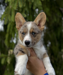Welsh Corgi Cardigan (6 foto / 9)